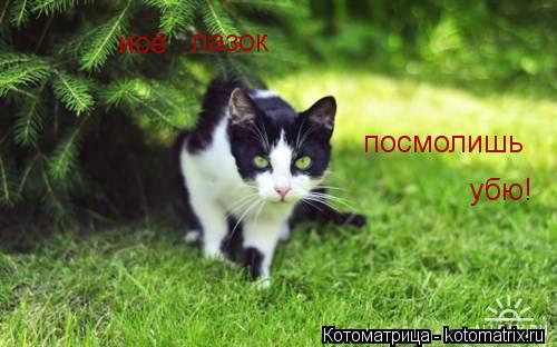 Котоматрица: лазок исё посмолишь убю!