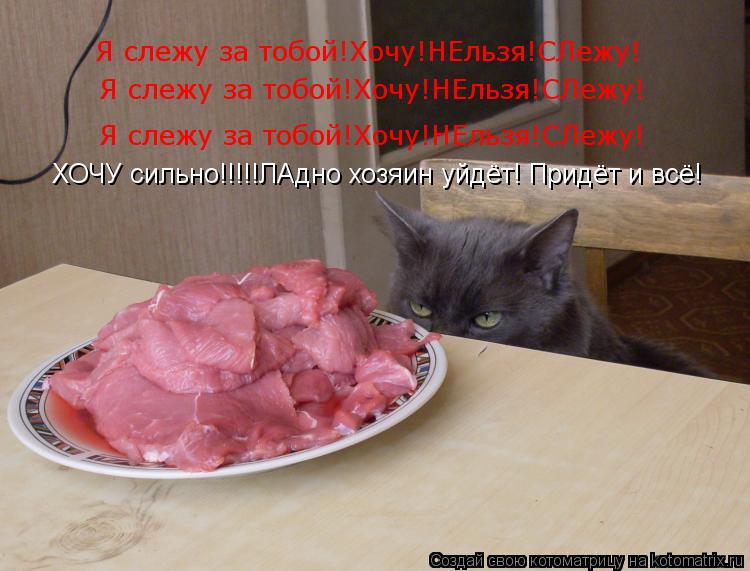 Котоматрица: Я слежу за тобой!Хочу!НЕльзя!СЛежу! Я слежу за тобой!Хочу!НЕльзя!СЛежу! Я слежу за тобой!Хочу!НЕльзя!СЛежу! Я слежу за тобой!Хочу!НЕльзя!СЛежу 