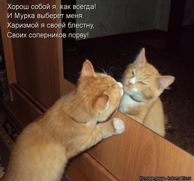 Хорош собой я, как всегда! И Мурка выберет меня. Харизмой я своей блестну, Своих соперников порву!... Котоматрица: Хорош собой я, как всегда! И Мурка выберет меня. Харизмой я своей блестну, Своих соперников порву!