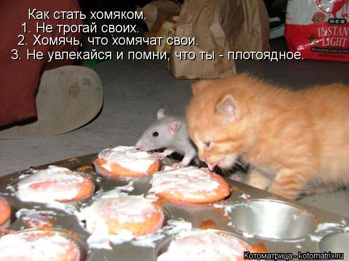 Как стать хомяком. 1. Не трогай своих. 2. Хомячь, что хомячат свои. 3. Не увлекайся и помни, что ты -... Котоматрица: Как стать хомяком. 1. Не трогай своих. 2. Хомячь, что хомячат свои. 3. Не увлекайся и помни, что ты - плотоядное.