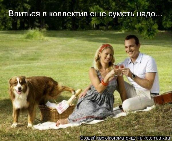 Влиться в коллектив еще суметь надо...... Котоматрица: Влиться в коллектив еще суметь надо...
