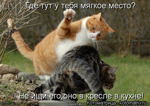 Где тут у тебя мягкое место? Не ищи его,оно в кресле в кухне!... Котоматрица: Где тут у тебя мягкое место? Не ищи его,оно в кресле в кухне!