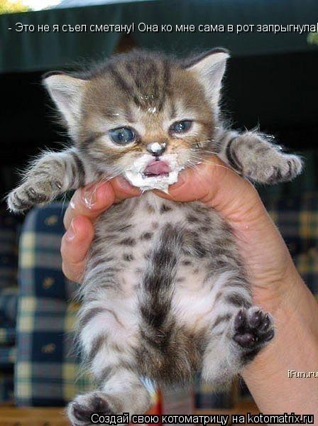 Котоматрица: - Это не я съел сметану! Она ко мне сама в рот запрыгнула!