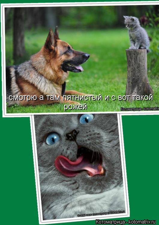 смотрю а там пятнистый и с вот такой рожей... Котоматрица: смотрю а там пятнистый и с вот такой рожей