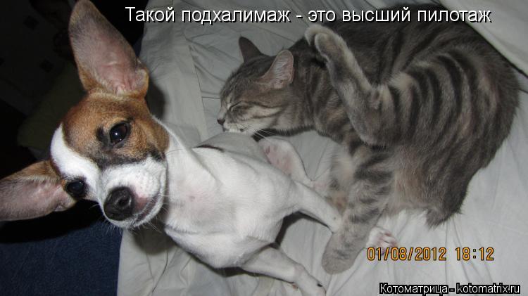 Котоматрица: Такой подхалимаж - это высший пилотаж
