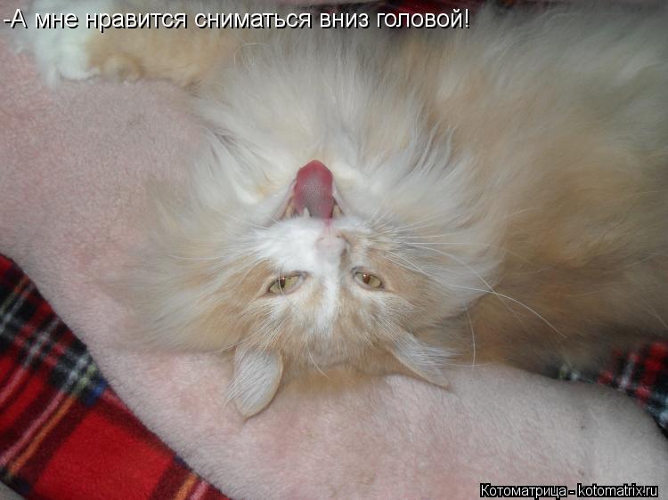Котоматрица: -А мне нравится сниматься вниз головой!