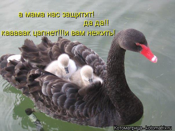 Котоматрица: а мама нас защитит! да да!! кааааак цапнет!!!и вам нежить!