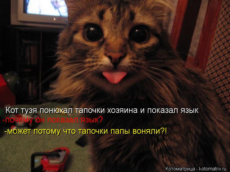 Котоматрица: Кот тузя понюхал тапочки хозяина и показал язык -почему он показал язык? -может потому что тапочки папы воняли?!