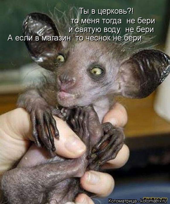 Котоматрица: Ты в церковь?! то меня тогда  не бери  и святую воду  не бери А если в магазин  то чеснок не бери