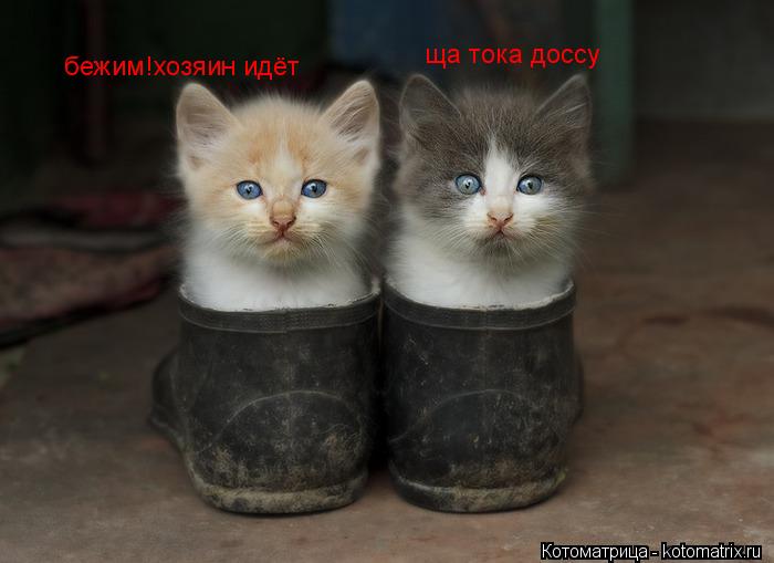 бежим!хозяин идёт ща тока доссу... Котоматрица: бежим!хозяин идёт ща тока доссу