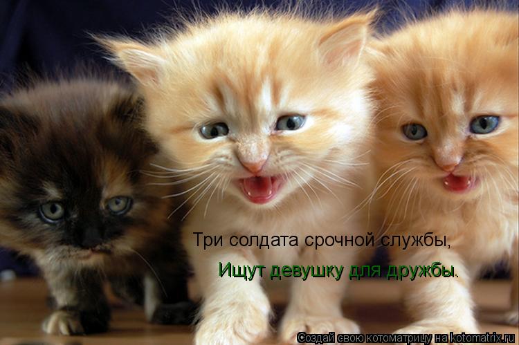 Котоматрица: Три солдата срочной службы,  Ищут девушку для дружбы.