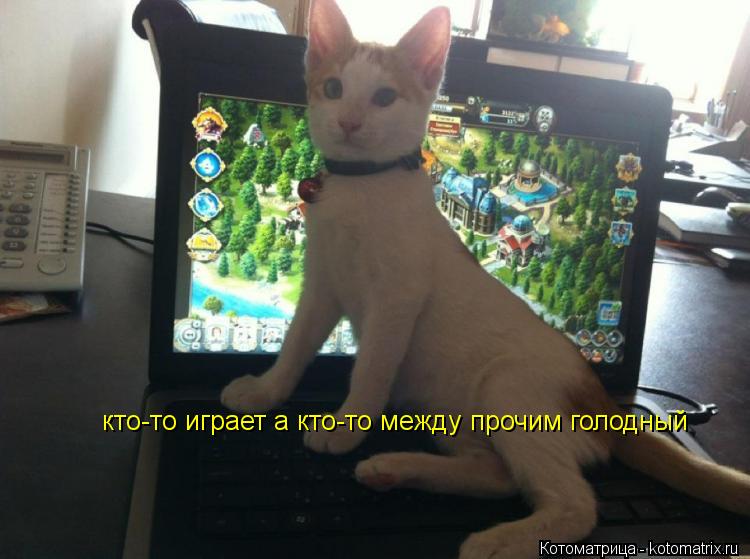 кто-то играет а кто-то между прочим голодный... Котоматрица: кто-то играет а кто-то между прочим голодный
