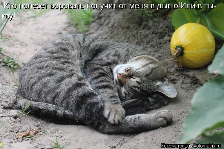 Котоматрица: -Кто полезет воровать-получит от меня в дыню!Или в ты- кву!