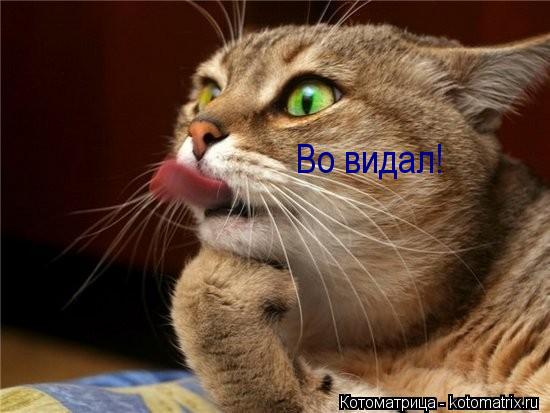 Котоматрица: Во видал!