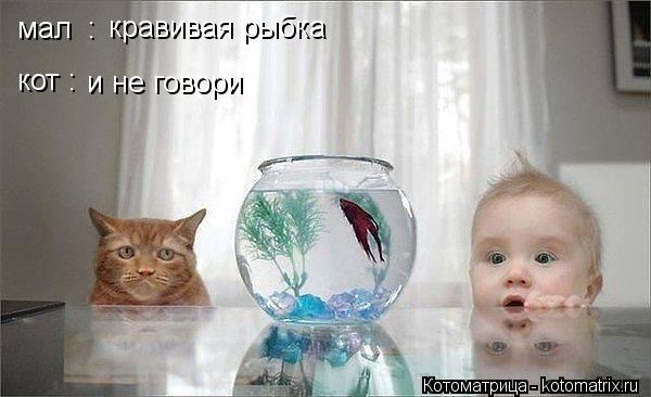Котоматрица: мал : кравивая рыбка кот : и не говори