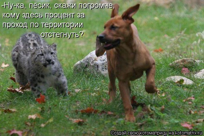 Котоматрица: -Ну-ка, пёсик, скажи погромче,  кому здесь процент за  проход по территории отстегнуть?