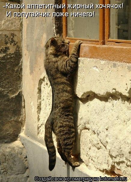 Котоматрица: -Какой аппетитный жирный хочячок! И попугайчик поже ничего!