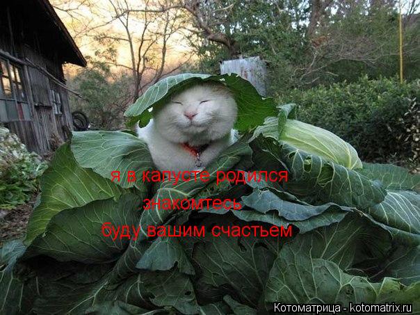 Котоматрица: я в капусте родился знакомтесь буду вашим счастьем