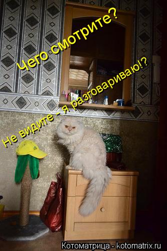 Котоматрица: Чего смотрите?  Не видите - я разговариваю!?