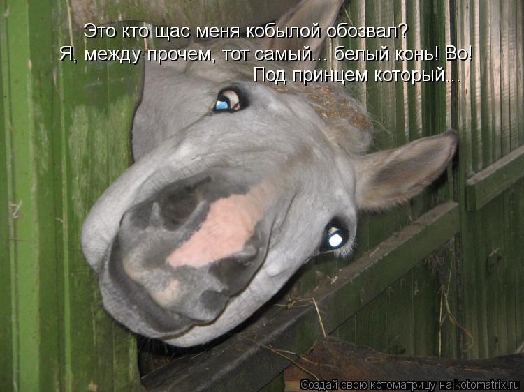 Это кто щас меня кобылой обозвал? Я, между прочем, тот самый... белый конь! Под принцем который... Во... Котоматрица: Это кто щас меня кобылой обозвал? Я, между прочем, тот самый... белый конь! Под принцем который... Во!