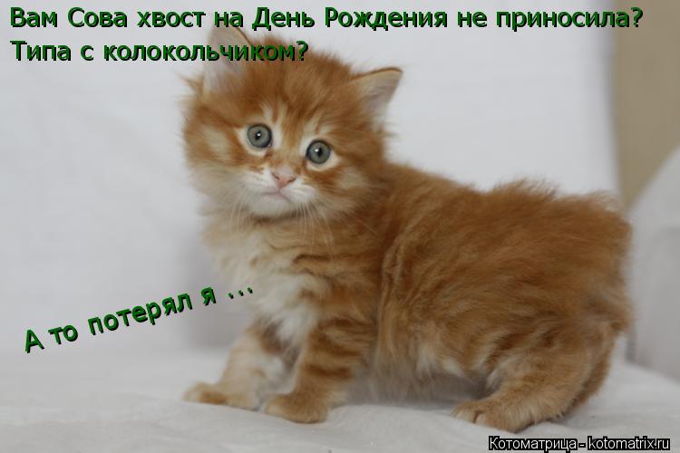 Котоматрица: Вам Сова хвост на День Рождения не приносила? А то потерял я ... Типа с колокольчиком?