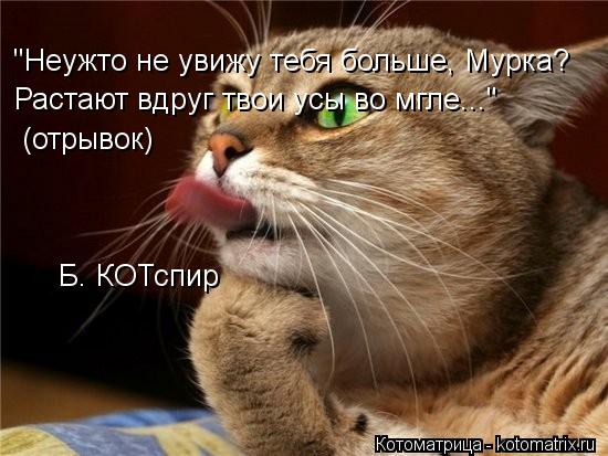 Б. КОТспир "Неужто не увижу тебя больше, Мурка? Растают вдруг твои усы во мгле..." (отрывок)... Котоматрица: Б. КОТспир "Неужто не увижу тебя больше, Мурка? Растают вдруг твои усы во мгле..." (отрывок)