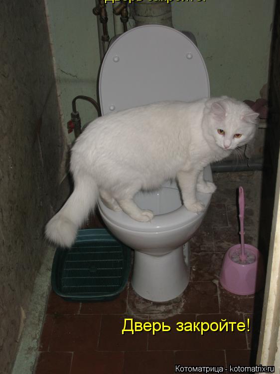Котоматрица: Дверь закройте! Дверь закройте!