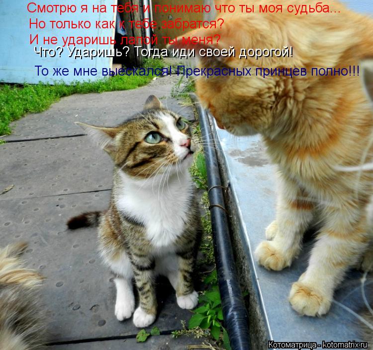 Смотрю я на тебя и понимаю что ты моя судьба... Но только как к тебе забратся? И не ударишь лапой ты ... Котоматрица: Смотрю я на тебя и понимаю что ты моя судьба... Но только как к тебе забратся? И не ударишь лапой ты меня? То же мне выескался! Прекрасных принц