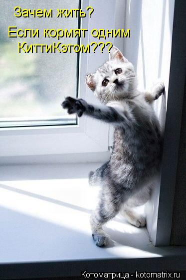 Зачем жить? Если кормят одним КиттиКэтом???... Котоматрица: Зачем жить? Если кормят одним КиттиКэтом???