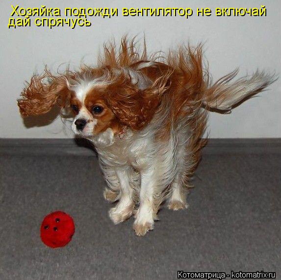 Котоматрица: Хозяйка подожди вентилятор не включай дай спрячусь