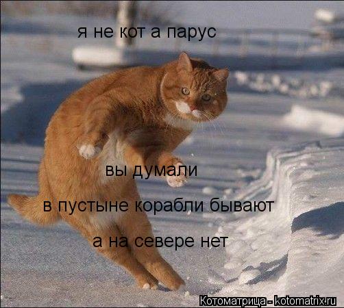 я не кот а парус вы думали в пустыне корабли бывают а на севере нет... Котоматрица: я не кот а парус вы думали в пустыне корабли бывают а на севере нет