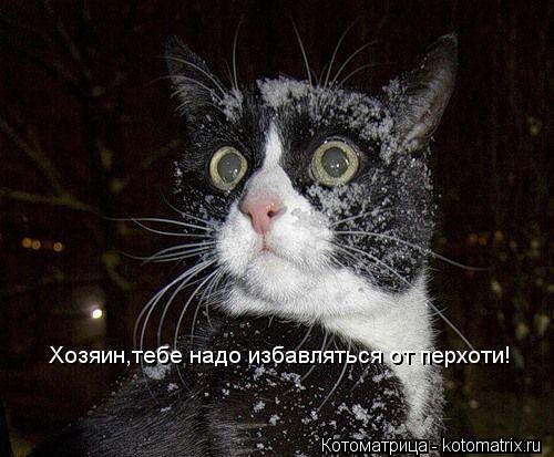 Хозяин,тебе надо избавляться от перхоти!... Котоматрица: Хозяин,тебе надо избавляться от перхоти!