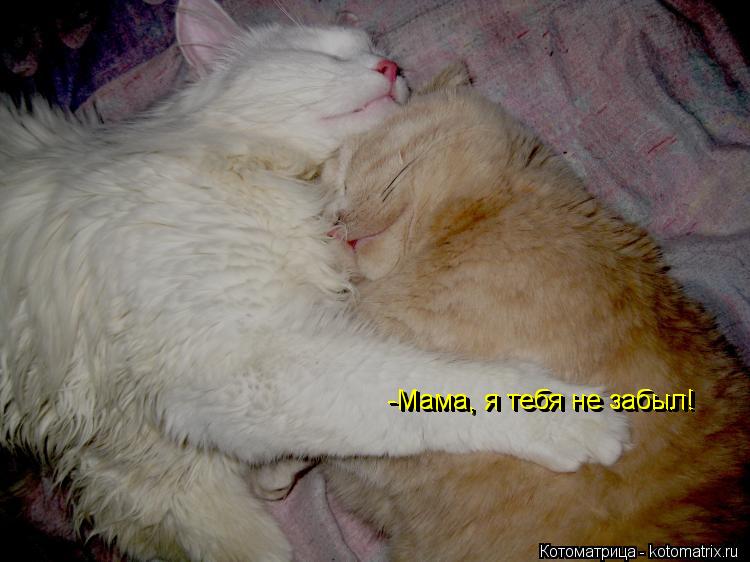 -Мама, я тебя не забыл! -Мама, я тебя не забыл! -Мама, я тебя не забыл!... Котоматрица: -Мама, я тебя не забыл! -Мама, я тебя не забыл! -Мама, я тебя не забыл!