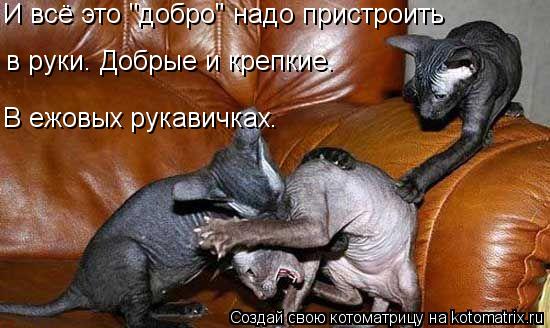 Котоматрица: И всё это "добро" надо пристроить в руки. Добрые и крепкие. В ежовых рукавичках.