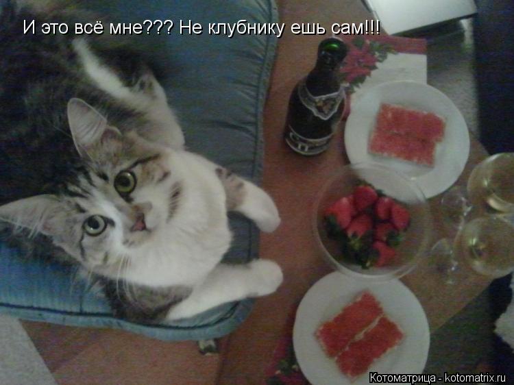 И это всё мне??? Не клубнику ешь сам!!!... Котоматрица: И это всё мне??? Не клубнику ешь сам!!!