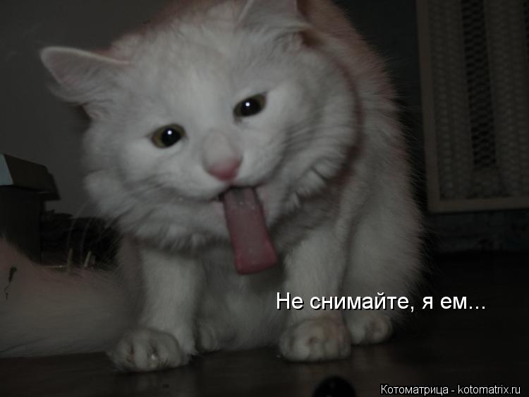 Котоматрица: Не снимайте, я ем...