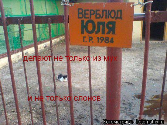 делают не только из мух и не только слонов... Котоматрица: делают не только из мух и не только слонов