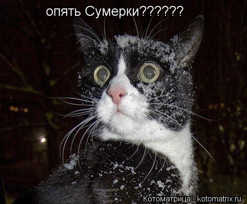 Котоматрица: опять Сумерки??????