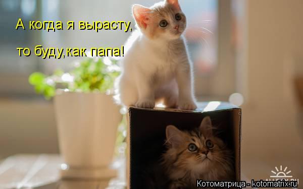 Котоматрица: А когда я вырасту, то буду,как папа!