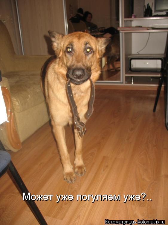 Может уже погуляем уже?..... Котоматрица: Может уже погуляем уже?..