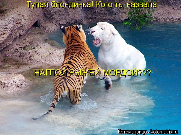 Тупая блондинка! Кого ты назвала НАГЛОЙ РЫЖЕЙ МОРДОЙ???... Котоматрица: Тупая блондинка! Кого ты назвала НАГЛОЙ РЫЖЕЙ МОРДОЙ???
