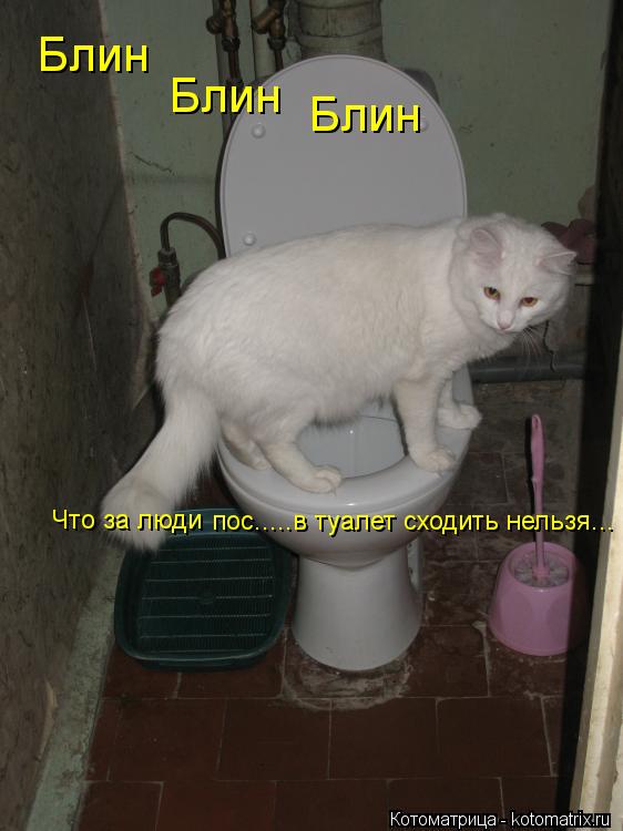 Котоматрица: Блин Блин Блин Что за люди  пос.....в туалет сходить нельзя...