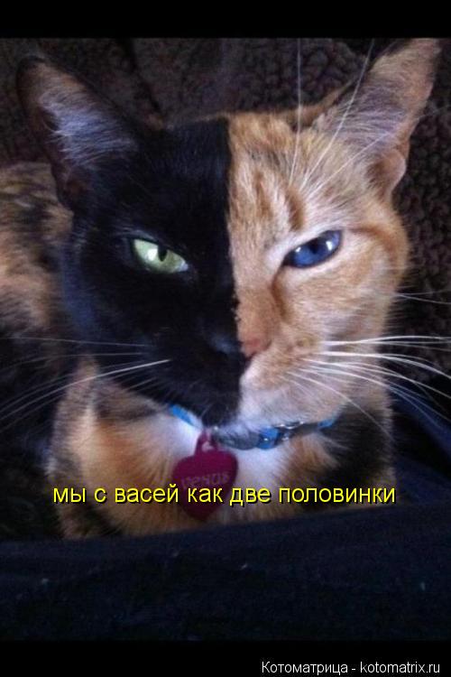 мы с васей как две половинки... Котоматрица: мы с васей как две половинки