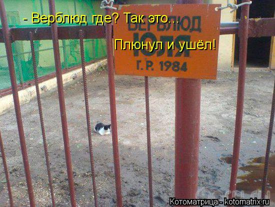 - Верблюд где? Так это... Плюнул и ушёл!... Котоматрица: - Верблюд где? Так это... Плюнул и ушёл!