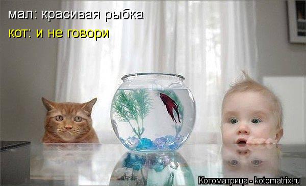 Котоматрица: мал: красивая рыбка кот: и не говори