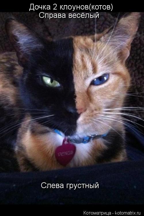 Котоматрица: Дочка 2 клоунов(котов) Справа весёлый Слева грустный