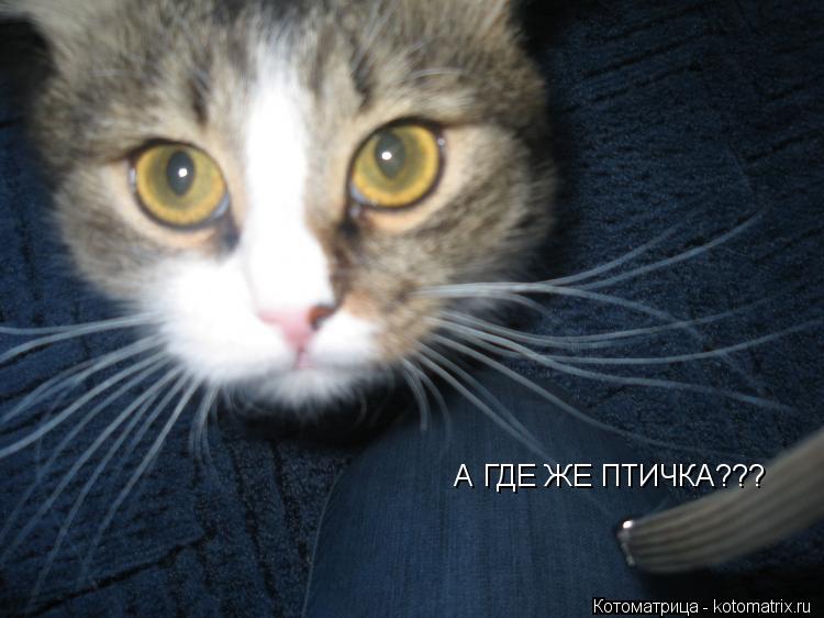 Котоматрица: А ГДЕ ЖЕ ПТИЧКА???