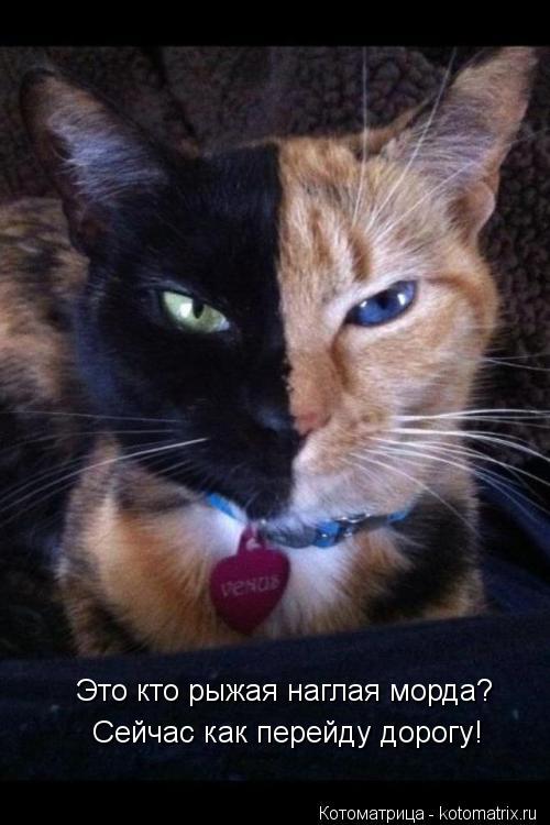 Котоматрица: Это кто рыжая наглая морда? Сейчас как перейду дорогу!