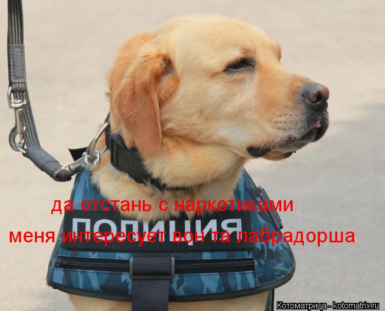 да отстань с наркотиками меня интересует вон та лабрадорша... Котоматрица: да отстань с наркотиками меня интересует вон та лабрадорша