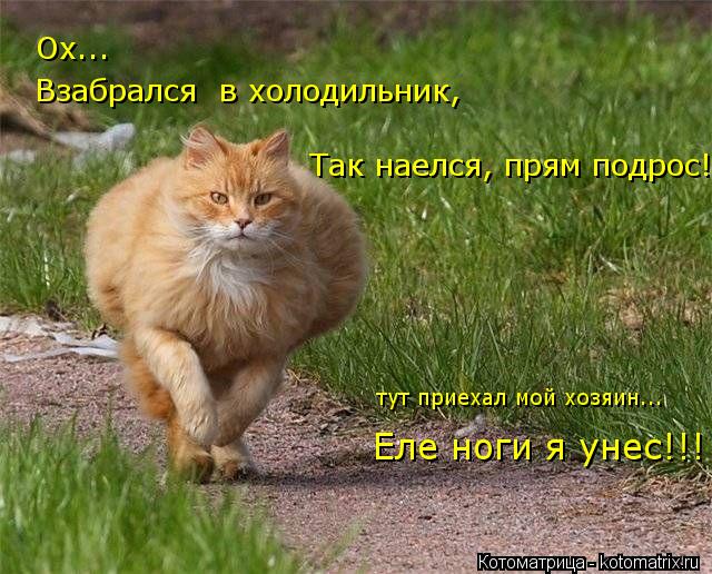Котоматрица: Ох... Взабрался  в холодильник, Так наелся, прям подрос! тут приехал мой хозяин... Еле ноги я унес!!!